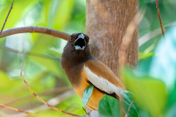 Indian Treepie