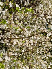 Blossom display in the spring