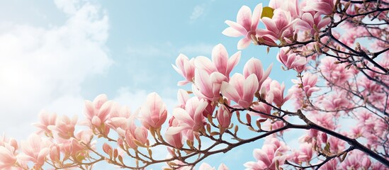 Serene Cherry Blossom Tree with Pink Flowers Reaching towards the Sky in Full Bloom