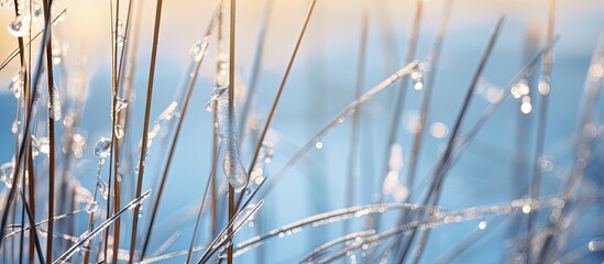 Obraz premium Vibrant Green Grasses in Close-up View: Nature's Intricate Miniature World