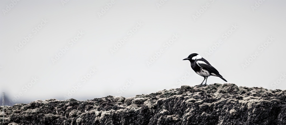 Sticker Solitary Bird Perches Majestically on Snow-Covered Rock Amid Frosty Winter Landscape