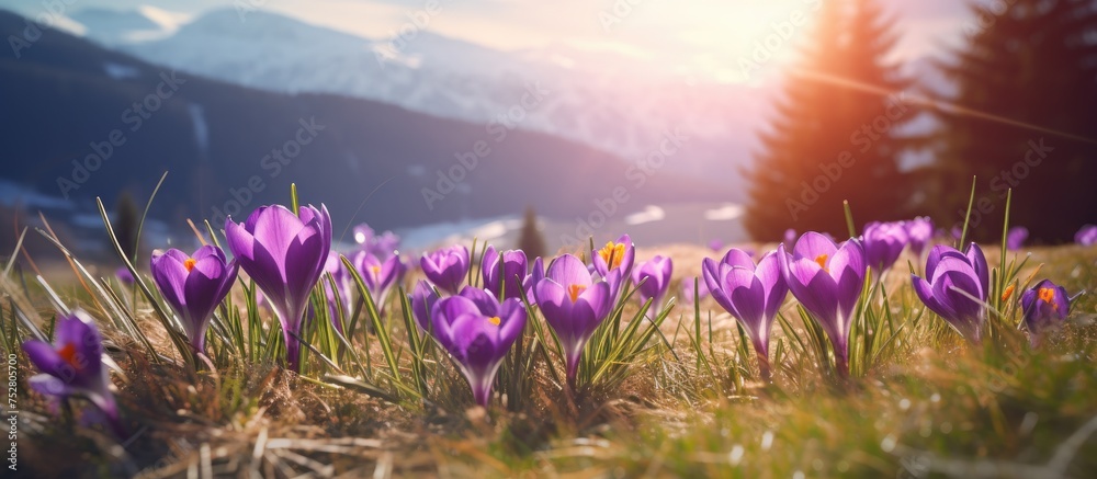 Canvas Prints Vibrant Crocus Blossoms Blooming at High Altitude in the Majestic Mountain Scenery