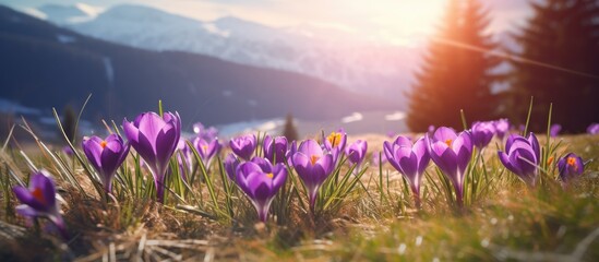 Fototapeta premium Vibrant Crocus Blossoms Blooming at High Altitude in the Majestic Mountain Scenery
