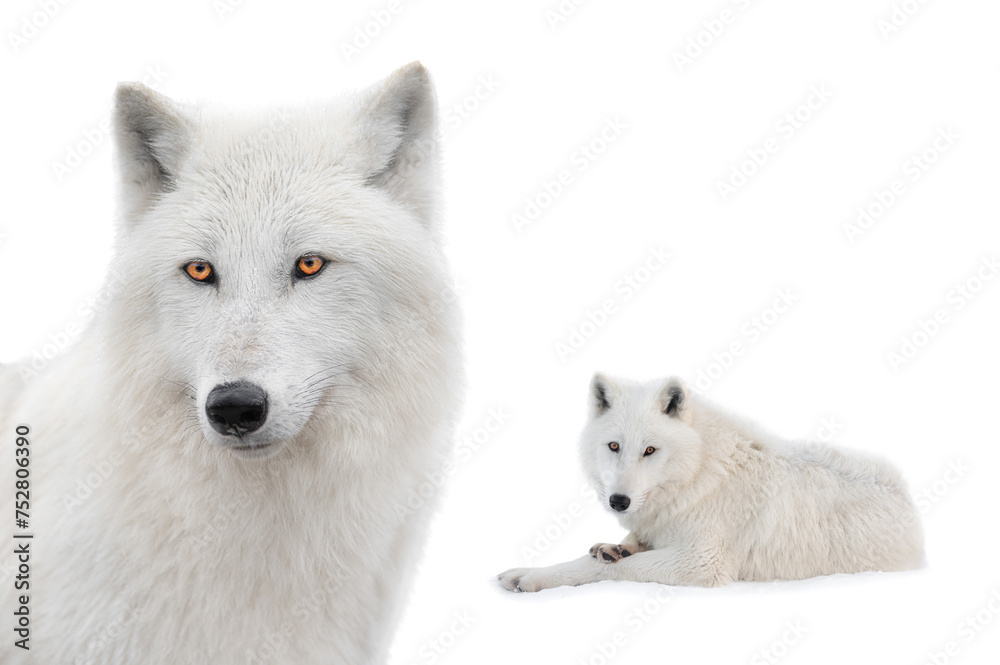 Wall mural portrait polar white wolf isolated on white background.