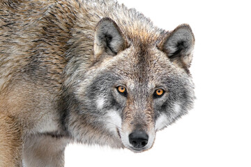 portrait gray wolf is isolated on a white background.