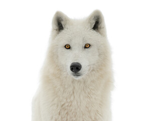 Polar white wolf isolated on white background