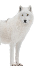 Polar white wolf looks intently into the camera isolated on white background