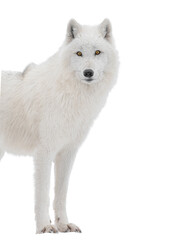 Fototapeta premium Polar white wolf looks intently into the camera isolated on white background
