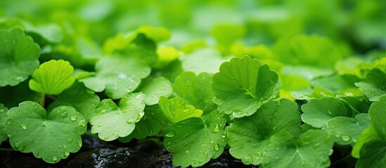 Glistening Dew Drops Adorn Lush Green Leaves in Nature's Morning Symphony