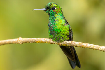 Hummingbird (heliodoxa jacula jamesoni)resting on a branch in the rainforest (Costa Rica)