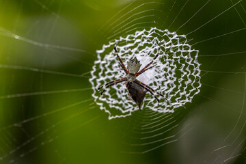 spider in its web in the forest of Costa Rica