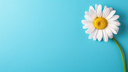 One white daisy flower on a blue background with space for text