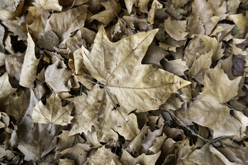 Dry leaves in autumn
