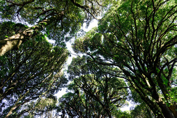 Fototapeta premium View into the crown of beech trees in spring. Sky, trees, blue and freedom