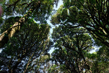 View into the crown of beech trees in spring. Sky, trees, blue and freedom