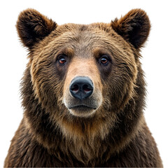 Brown bear isolated on transparent background. Big wild animal. Animal portrait.
