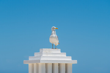 A white seagull is sitting, standing on a stepped white pole with a roof against the background of...