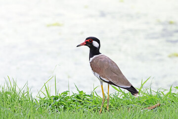 The Red-wattled Lapwing on the field