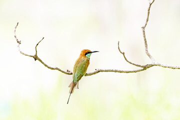Blue-tailed Bee-eater on a branch in nature