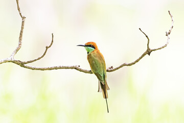 Blue-tailed Bee-eater on a branch in nature