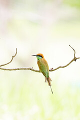 Blue-tailed Bee-eater on a branch in nature