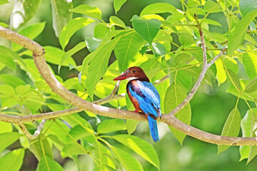 The White-throated Kingfisher on a branch