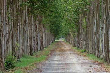 Detail of the Eucalyptus tree on the way
