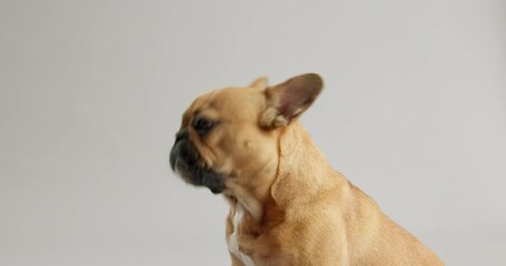 Studio, bulldog and hand with snack for nutrition, good behaviour or canine vitamin. Hungry pet, relax and person with treat for puppy training, reward and obedience motivation on gray background