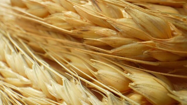 A macro shot of wheat ears showcases intricate textures and patterns, emphasizing the delicate grooves and curves. Each grain is highlighted with clarity. Food concept. Wheat background. 4K HDR.
