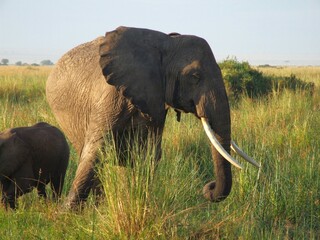 beautiful elephant  