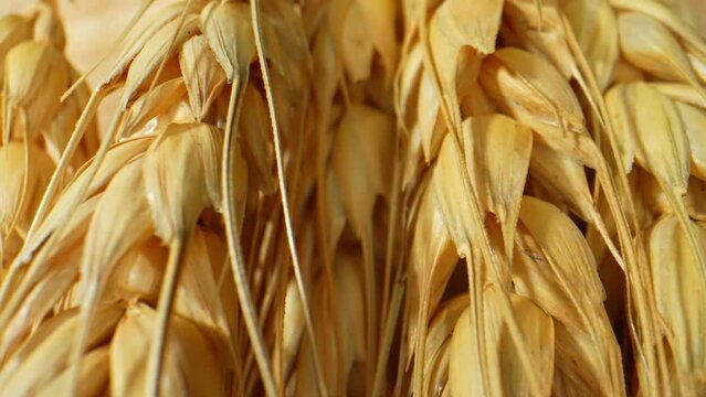 Close-up focusing on the radiant golden color of ripe wheat ears, evoking warmth and abundance. Carbohydrate concept. Shot with 24mm probe macro lens. Wheat kernel background. 4K HDR.
