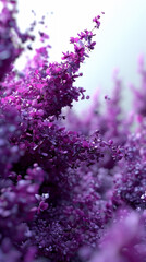 Beautiful purple lilac flowers on white background, close-up