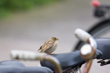 House Sparrow standing on bicycle saddle