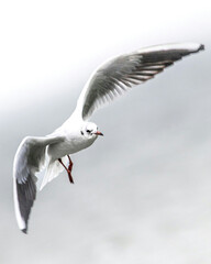 seagull in flight