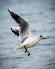 seagull in flight