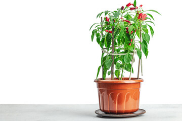 Blooming Bird's eye chili with ripe pepper fruits. Urban farm concept, plant grows on the windowsill