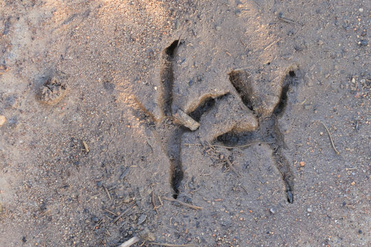 Paws small imprinted footprints mud bird duck vision