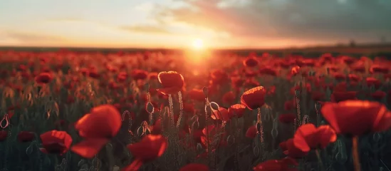 Poster Landscape sunrise at poppy field © Hanasta