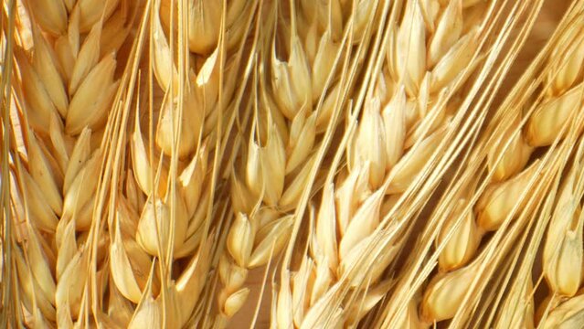 Ears of wheat, or spikes, are the seed-bearing structures of the wheat plant. They consist of tightly packed florets arranged along a central stem. Food concept. Macro video. Wheat ears background.
