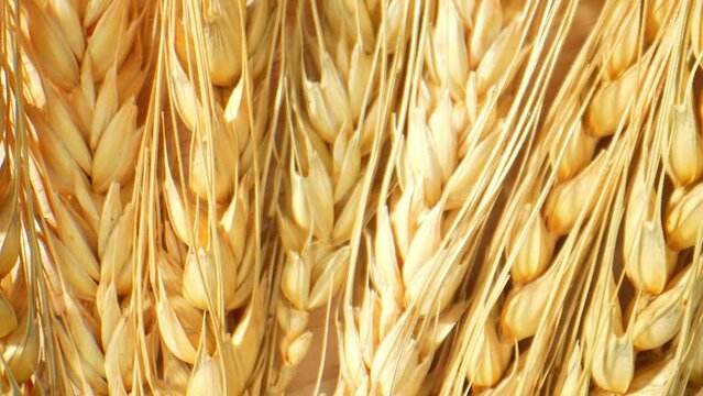 As a valuable commodity in global markets, wheat plays a crucial role in economies worldwide, influencing trade, livelihoods, and food security for millions of people. Macro video. Wheat background.
