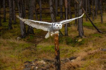 Snowy owls Bubo scandiacus is a monotypical species of owl in the family Strigidae.