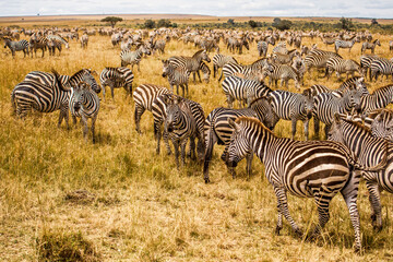 migration zeber africa kenya masai mara