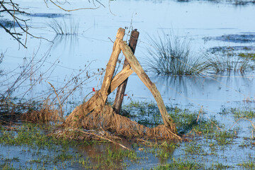 Alter Zaunpfahl auf überschwemmter Wiese im Winter, Deutschland