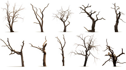 A diverse assortment of leafless trees, distinct in form and structure, isolated on a white background, depicting barrenness.
