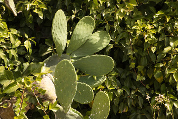 Сactus opuntia leucotricha on sunny days outdoors. Cactus Opuntia leucotricha Plant with thorns is...