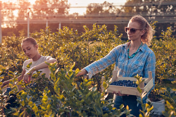Mother and daughter picking blueberries on a family organic farm