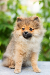 Funny fluffy Pomeranian puppy in gray, beige, red color close-up on a background of greenery