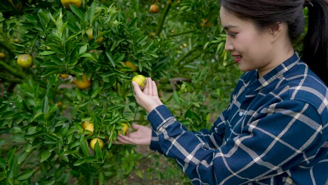 Hands Asian woman owns an orange grove pick up oranges from fruiting tree, look inspect oranges that are in full bloom in preparation for collecting them, sorting them for sale.