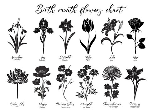 Set of birth month flower silhouettes. Snowdrop, daffodil, tulip, lilies, iris, chrysanthemum, marigold hand drawn black vector illustrations isolated for jewelry, tattoo, logo, wall art print design.
