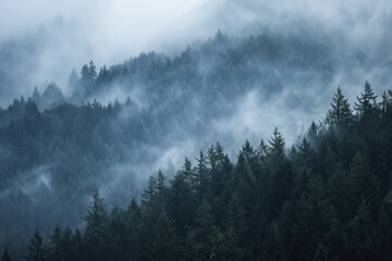 Misty forest atop serene mountains.